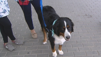El Ayuntamiento de Alicante obliga a inscribir en el censo de animales a la población canina y a abonar una tasa de 30 euros por cada perro