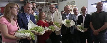 Se inicia la campaña de recolección de la Uva de Mesa Embolsada del Vinalopó en los campos del interior de la provincia de Alicante