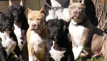 Muere un hombre de 66 años en Beniarbeig por las dentelladas de 5 perros de raza peligrosa