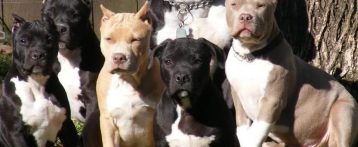 Muere un hombre de 66 años en Beniarbeig por las dentelladas de 5 perros de raza peligrosa
