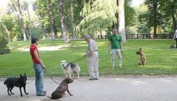 El Ayuntamiento de Elche multa a 102 dueños de perros por no recoger los excrementos de sus mascotas