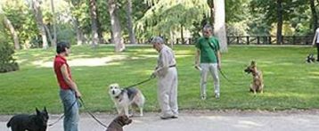 El Ayuntamiento de Elche multa a 102 dueños de perros por no recoger los excrementos de sus mascotas