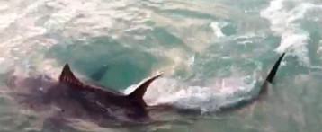 Un tiburón de 3 metros provoca el cierre de la playa de La Mata en Torrevieja